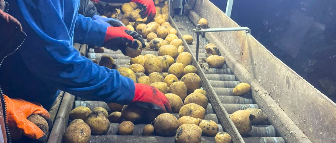 Karnut Potato Growers