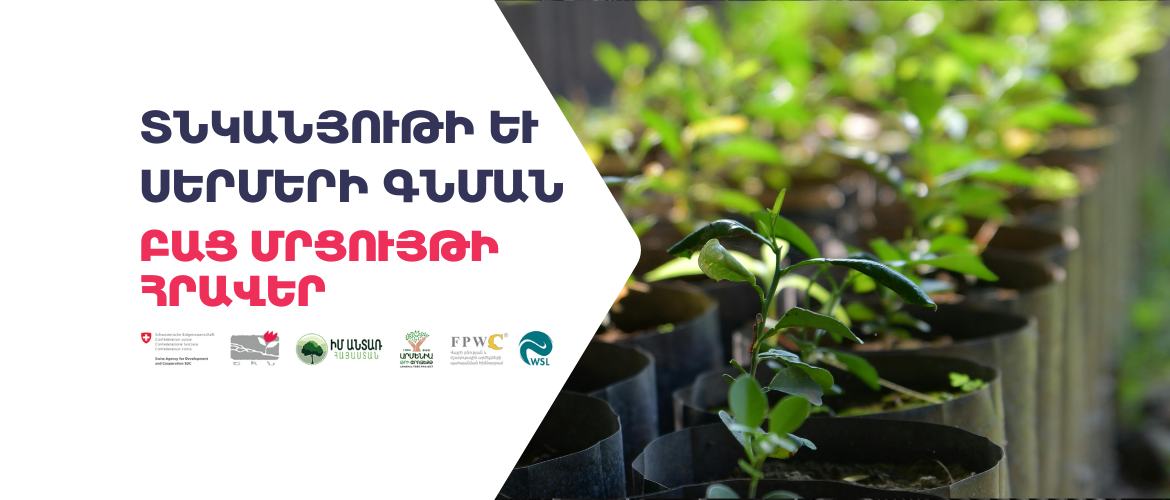 Tender_FORACCA_Seeds and Seedlings