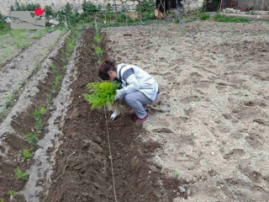 Asparagus seedlings to Darbas Marketing Group