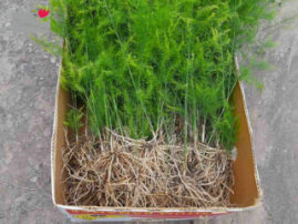 Asparagus seedlings to Darbas Marketing Group