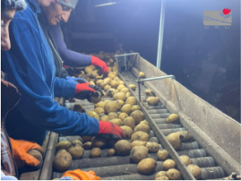 Karnut Potato Growers