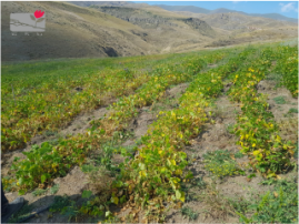 Shenavan Agroforestry