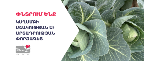 Կաղամբի մշակության և արտադրության փորձագետ